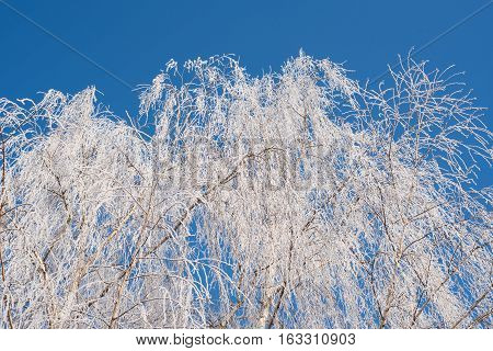 Branching tree covered with snow on the side of the road on a background of blue sky and clouds. Winter trees. Frost on a Tree branches. Frosty winter day. Winter landscape. Frost frost on the trees.
