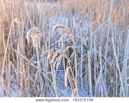 Frosty dry hay by the sea. Winter background.