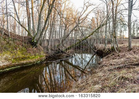 Sandstone Cliffs In Latvia