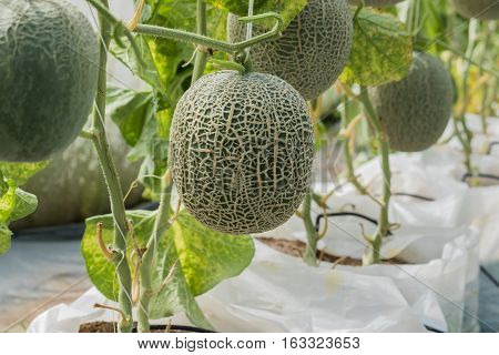 Cantaloupe. Fresh melon on tree. selective focus