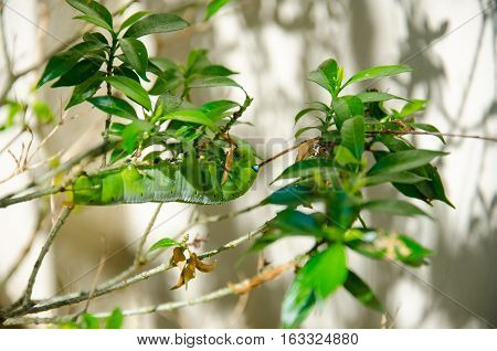 Close up The wild insect green caterpillars or larvae of the butterfly color on skin like blue eye eating fresh leaves on the tree at the garden.