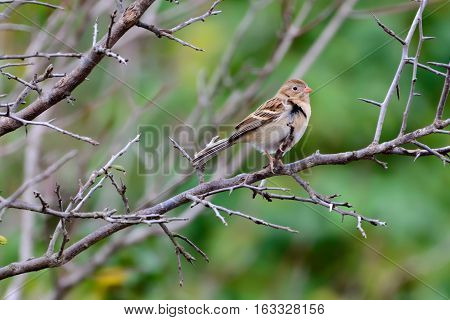 Field Sparrow (Spizella pusilla) perched on a bare branch with blurred green foliage background