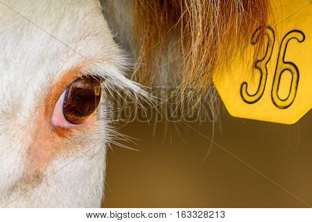 Close up of Hereford Cow with ear tag