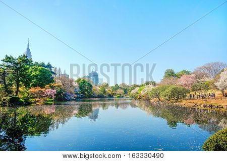 Beautiful scenery with red leaf green willow blossom sakura clear pond and bright vivid blue sky in spring cherry blossom season Shinjuku Gyoen Park Tokyo Japan