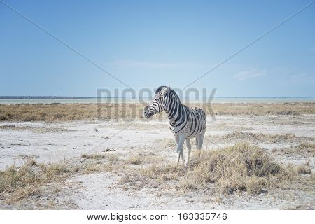Zebra