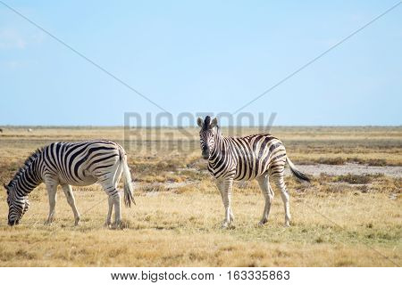 Two Zebras