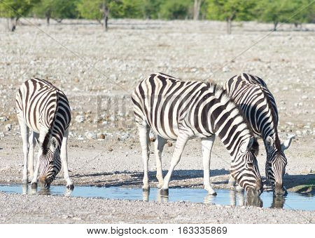 Zebras At A Watering Hole