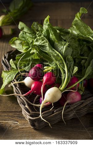 Raw Organic Muli Colored Easter Radishes