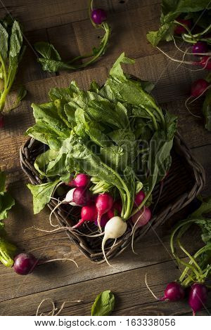 Raw Organic Muli Colored Easter Radishes