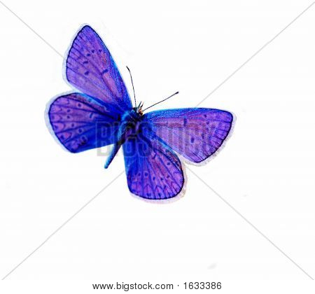 Motyl niebieski
