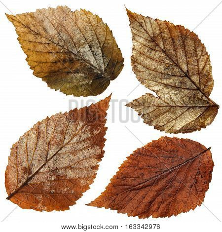 Isolated Wet Raspberry Leaves Set