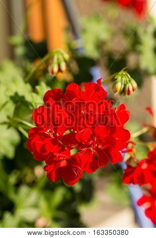 Red pelargonium (geranium) flower blooming in a garden