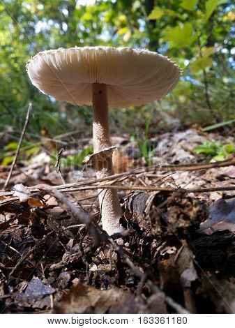 Closeup of an agaric mushroom in the forest on a sunny day