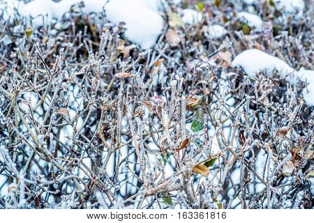 Close-up of hoar frost on linden tree branches. Branch of a tree in hoarfrost because of unexpected early frost