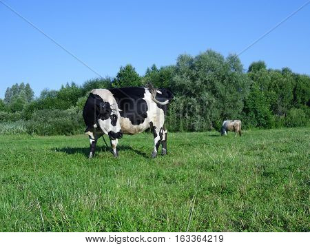 Modern specialized dairy cows Holstein, chornoryaba, red steppe and others have the highest milk production. Grazing cows on polyani- necessary conditions for good milk yield.