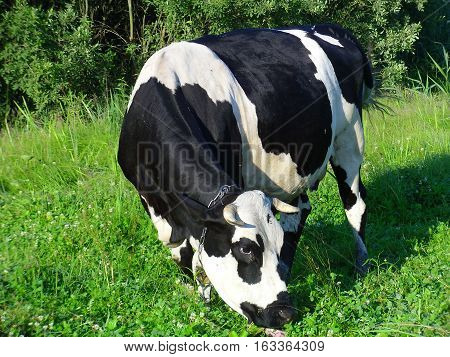 Modern specialized dairy cows Holstein, chornoryaba, red steppe and others have the highest milk production. Grazing cows on polyani- necessary conditions for good milk yield.