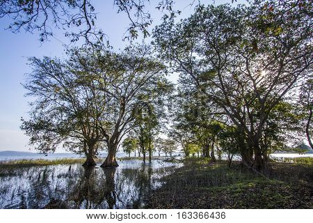 Minneriya nature reserve reservoir for water bird watching, Sri Lanka