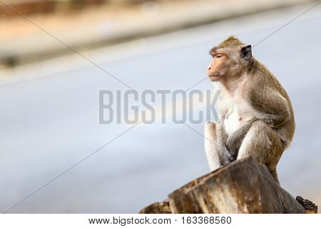 Cute monkeys waiting something near the road.