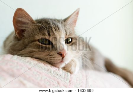 Cica