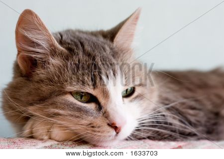 A macska