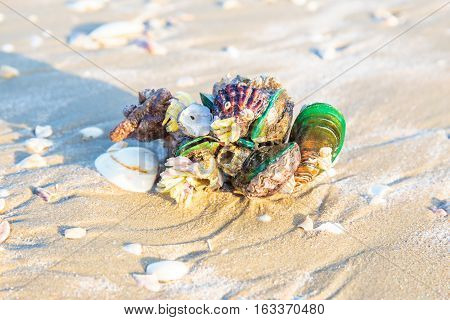 A big or giant Shells or Conch on sand beach in the morning.