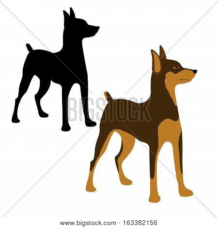 Miniature Pinscher vector illustration style Flat set