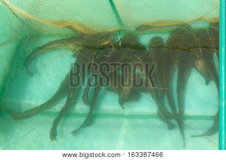 Catfish swimming in the pool on the farm