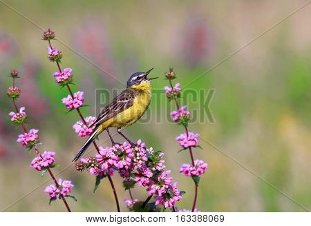 bird the yellow Wagtail sings on a meadow in Sunny summer day
