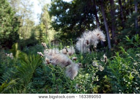 The seed heads of creeping thistle plants (Cirsium arvense), also called the Canada thistle, in a yard in Harbor Springs, Michigan during August.