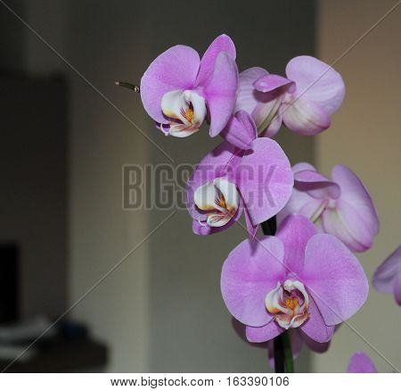 Exotic botany petal phalaenopsis Orchid Phalaenopsis Moth
