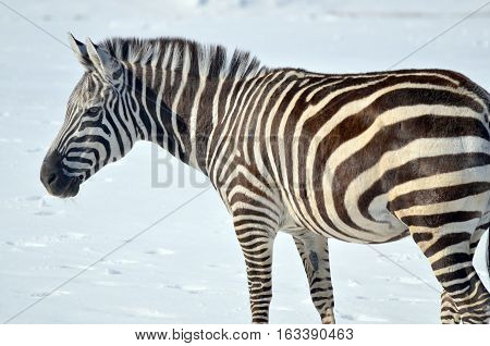 Winter time Zebras are several species of African equids (horse family) united by their distinctive black and white stripes. Their stripes come in different patterns unique to each individual.