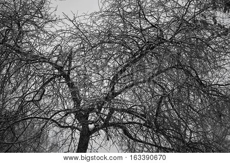 fantastic wood texture. Background of the branches of a bare tree. Gloomy mood pictures.