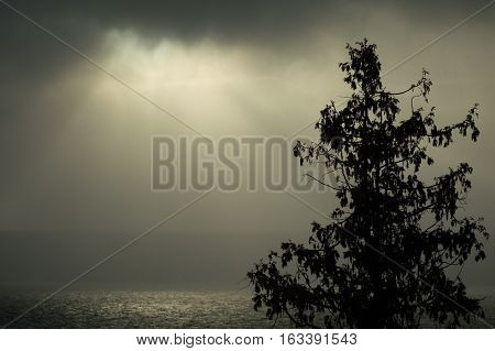 Cedar tree silhouette and sparkling water illuminated in the fog by sunshine in the thick foggy morning