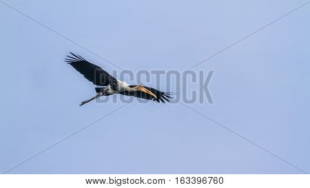 Painted stork flying isolated in blue sky ; specie Mycteria leucocephala family of Ciconiidae