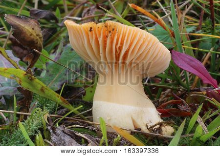 fungi hygrocybe, orange in the grass autumn