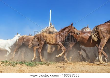 Horses are riding from the paddock to the baptism at the church. El Rocio.