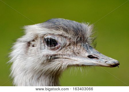 Close up of a greater rhea in a park