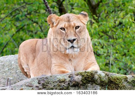 CLose up of a female lion in autumn