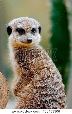 Alert Meerkat watching for danger in autumn