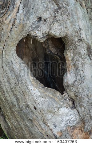 An old apple tree with a natural heart shaped hole in the old hollow tree trunk