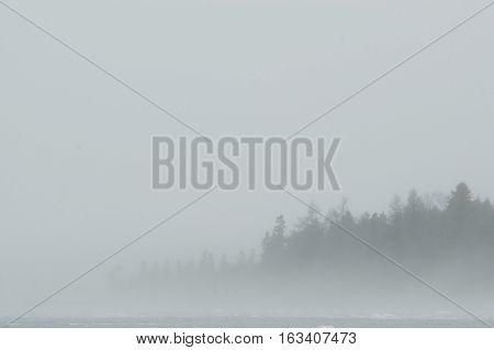 A grey and white background with almast all fog with a few faint tree silhouettes showing