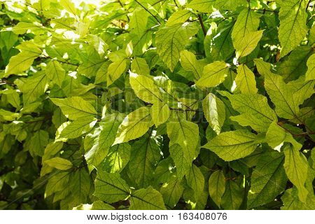 Background texture of fresh green leaves on a bush on a hot sunny day