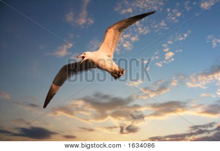 Flying Seagull