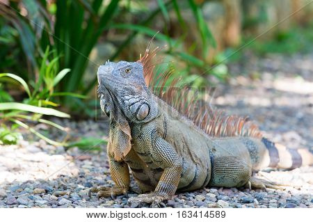 Wild green lizard or iguana bearded dragon reptile animal sunny summer outdoor sits near grass on natural background
