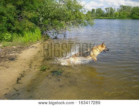 German shepherd playing in water at summer