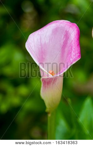 Pink Calla Lily flower on green foliage background close-up selective focus
