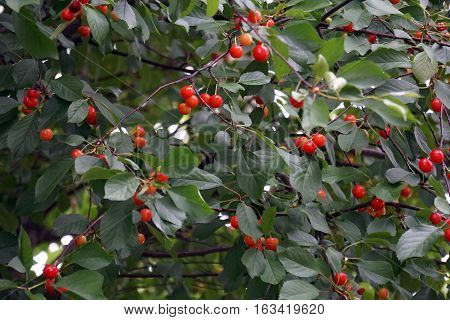 Fruits in Montmorency sour cherry tree (Prunus cerasus) in Joliet, Illinois during June.