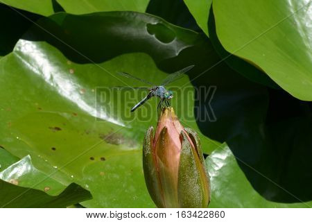 Blue dragonfly on pink lotus flower pod