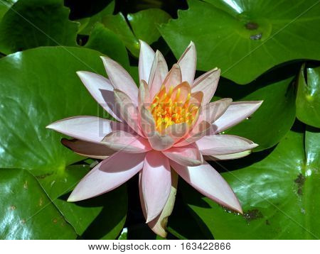 Pink lotus with green leaves at high noon