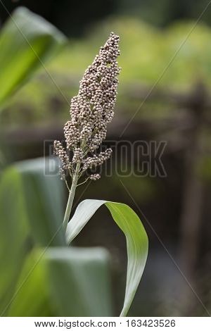 close up sorghum plant against green blur background